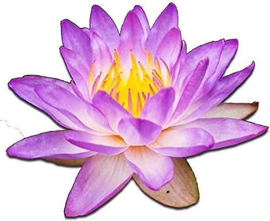 (Nymphaea Queen of Siam) Tropical Water Lily Tuber Live Aquatic Plants for Freshwater Fish Pets Pond Balcony Decorations b...